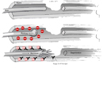 Nogo Antibody